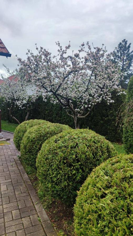 Privatni Smestaj Tesevic Zlatibor Extérieur photo